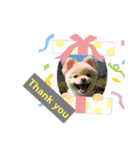 dog is Purin 2（個別スタンプ：8）