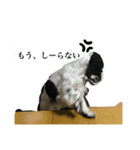 Trump4（個別スタンプ：4）