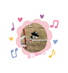 Trump4（個別スタンプ：5）