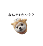 dog is Purin（個別スタンプ：1）