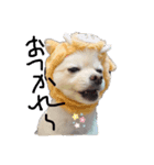 dog is Purin（個別スタンプ：2）