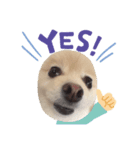 dog is Purin（個別スタンプ：3）