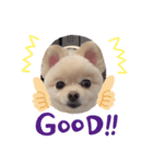 dog is Purin（個別スタンプ：4）