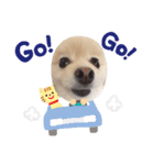 dog is Purin（個別スタンプ：5）