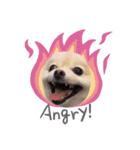 dog is Purin（個別スタンプ：6）