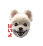 dog is Purin（個別スタンプ：8）