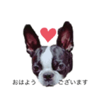 Bostonterrier-ボストンテリアのプリビビ（個別スタンプ：1）