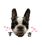 Bostonterrier-ボストンテリアのプリビビ（個別スタンプ：2）