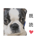Bostonterrier-ボストンテリアのプリビビ（個別スタンプ：3）