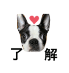 Bostonterrier-ボストンテリアのプリビビ（個別スタンプ：4）