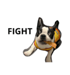 Bostonterrier-ボストンテリアのプリビビ（個別スタンプ：5）