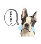 Bostonterrier-ボストンテリアのプリビビ（個別スタンプ：6）