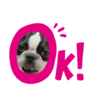 Bostonterrier-ボストンテリアのプリビビ（個別スタンプ：7）