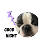 Bostonterrier-ボストンテリアのプリビビ（個別スタンプ：8）