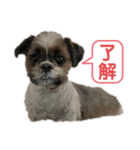 俺、レアル。（個別スタンプ：1）