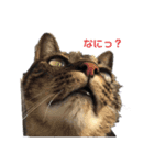 猫スタンプです。（個別スタンプ：1）