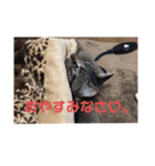 猫スタンプです。（個別スタンプ：2）
