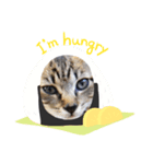猫スタンプです。（個別スタンプ：7）
