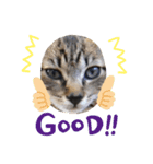 猫スタンプです。（個別スタンプ：8）