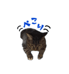 我が家のまいりー（個別スタンプ：2）