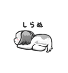 毎日つかえる！ゆるシーズー（個別スタンプ：23）