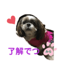 シーズーみらんな日々（個別スタンプ：4）