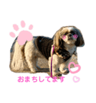 シーズーみらんな日々（個別スタンプ：7）