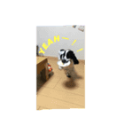 Trump5（個別スタンプ：5）
