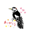 バードウォッチ スタンプ（個別スタンプ：6）