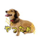 ケビンとぽち（個別スタンプ：5）