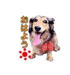 ケビンとぽち（個別スタンプ：6）