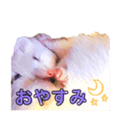 ケビンとぽち（個別スタンプ：8）