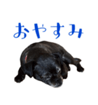 上田クロ（個別スタンプ：6）