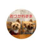 ヨーキーおやこ（個別スタンプ：3）