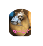 ヨーキーおやこ（個別スタンプ：7）