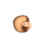 ferret.k.m（個別スタンプ：1）