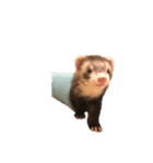 ferret.k.m（個別スタンプ：2）