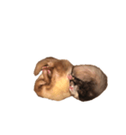 ferret.k.m（個別スタンプ：4）