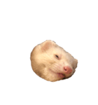 ferret.k.m（個別スタンプ：5）