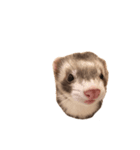 ferret.k.m（個別スタンプ：6）