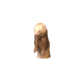 ferret.k.m（個別スタンプ：7）