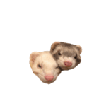 ferret.k.m（個別スタンプ：8）