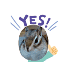 chipmunk_420（個別スタンプ：6）