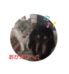 ぽりしぇら（個別スタンプ：3）