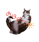 ニャンズ6（個別スタンプ：3）