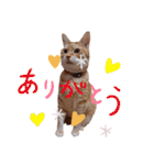 ニャンズ6（個別スタンプ：9）
