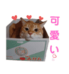 ニャンズ6（個別スタンプ：11）