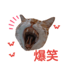 ニャンズ6（個別スタンプ：13）