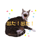 ニャンズ6（個別スタンプ：17）