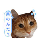 ニャンズ6（個別スタンプ：18）